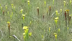 Plant in natuurlijk habitat in Florida