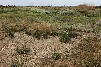 Zeeaster-klasse met o.a. zeeaster, lamsoor en gewone zoutmelde