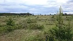 Struiken in het Sarve maastikukaitseala