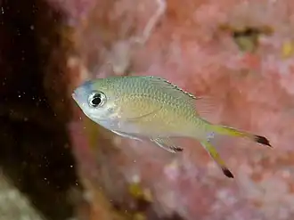 Chromis lepidolepis