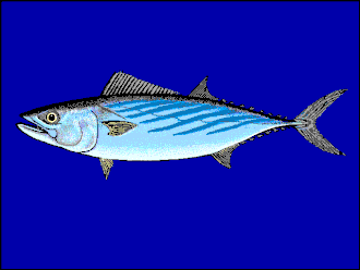 Bonito (straalvinnige)