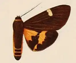 Pericallia everetti