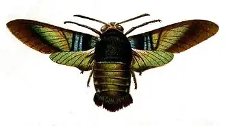 Sataspes tagalica
