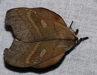 Hyperchiria aniris