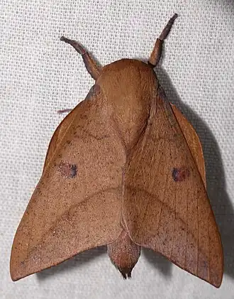 Adeloneivaia subangulata