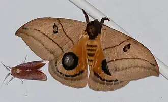 Automeris curvilinea