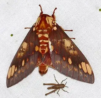 Citheronia hamifera