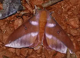 Othorene purpurascens