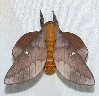 Ptiloscola photophila