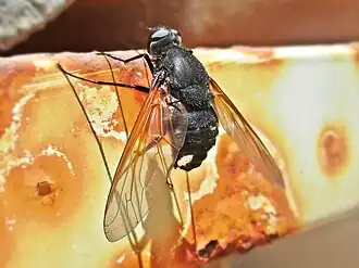 Satyramoeba hetrusca