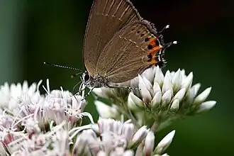 Satyrium merum