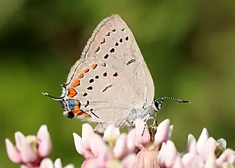 Satyrium acadica