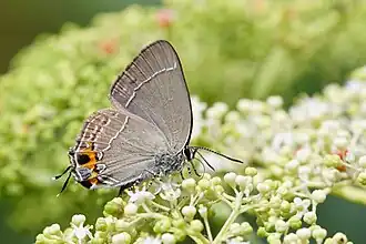 Satyrium eximium