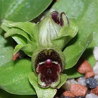 Satyrium pumilum