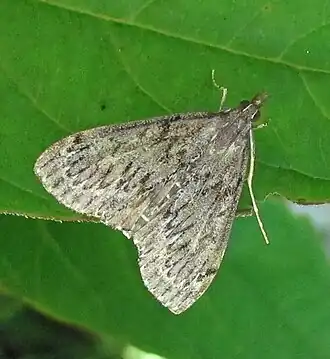 Saucrobotys fumoferalis