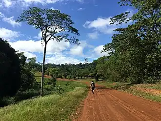 Pad door het oerwoud
