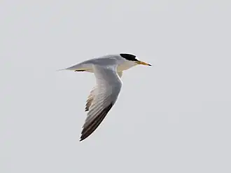 Saunders' dwergstern