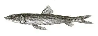 Synodus indicus