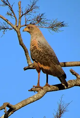 Savannebuizerd