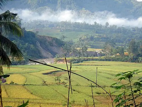 Rijstvelden bij Sadang Wetan