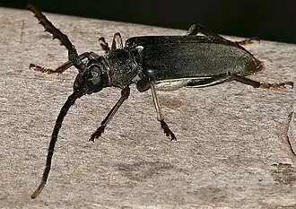 Neoplocaederus granulatus