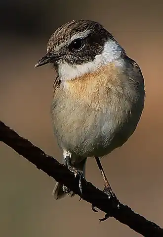 Canarische roodborsttapuit