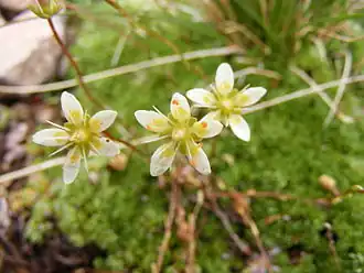Saxifraga bryoides