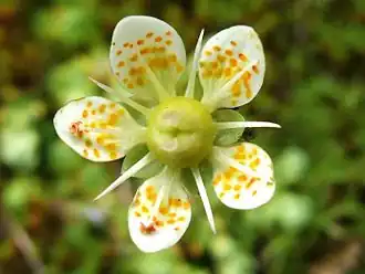 Saxifraga bryoides - Gele mossteenbreek