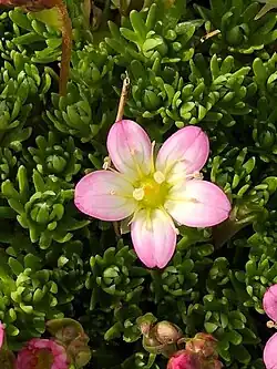 Bloem roosjessteenbreek