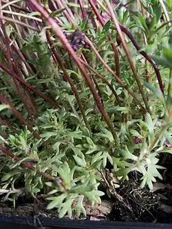 Stengels roosjessteenbreek