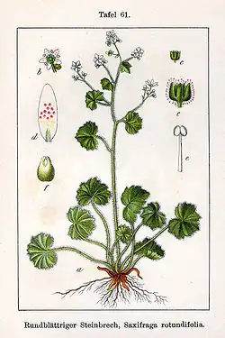 Illustratie van Jacob Sturm