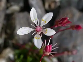 Saxifraga stellaris