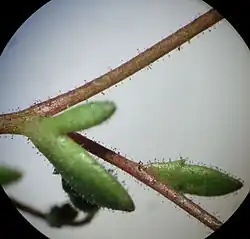 Klierharen op kandelaartje