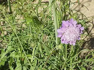 Scabiosa