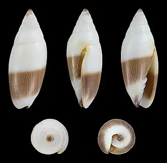Imbricaria bicolor