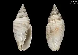 Scabricola desetangsii