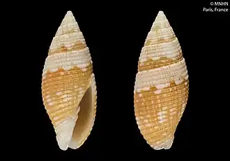 Scabricola lavoisieri