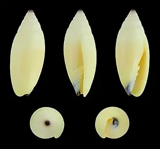 Imbricaria olivaeformis