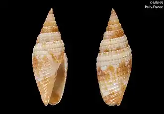 Scabricola splendidula