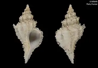 Scabrotrophon regina