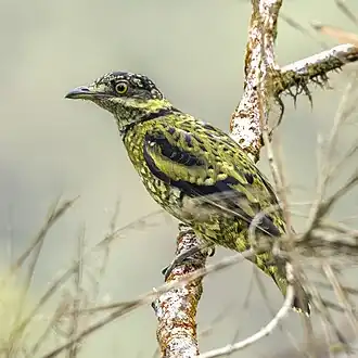 Groengeschubde cotinga