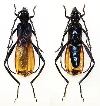 Scalenus ysmaeli