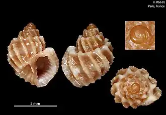 Scalptia crispatoides