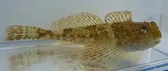 Artedius harringtoni