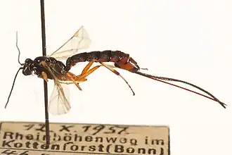 Scambus calobatus