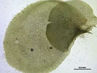 Bosschoffelmos (Scapania nemorea), blad met twee bladlobben