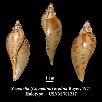 Scaphella evelina