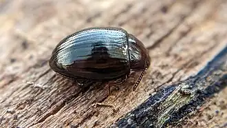 Scaphidema metallicum