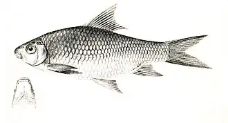 Osteochilichthys thomassi
