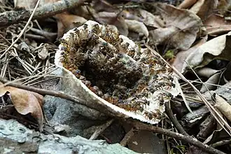 Scaptotrigona xanthotricha